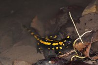 Image1 Salamander, Image: Peter Pogoda
