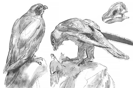 Zeichnungen eines Falken in mehreren Ansichten