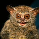 Tarsier schaut in die Kamera