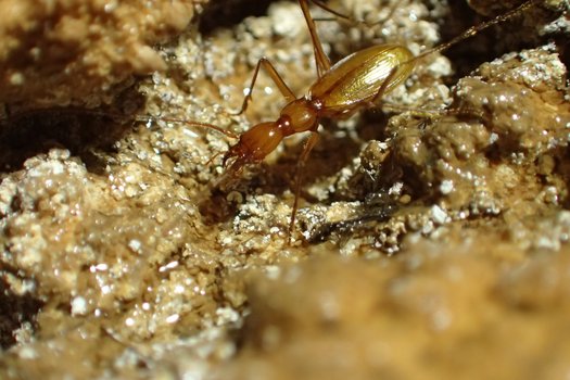 Höhlenkäfer