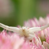 Weiße Veränderliche Krabbenspinne in rosa Blüte