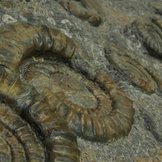 Nahaufnahme Ammoniten