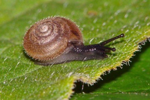 Eine Seiden-Haarschnecke auf einem Blatt.
