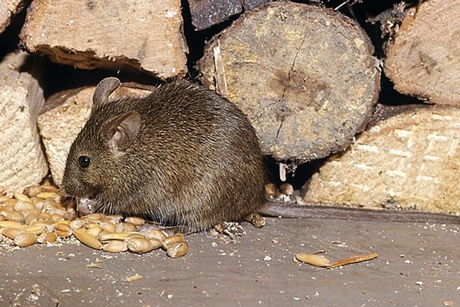 Maus