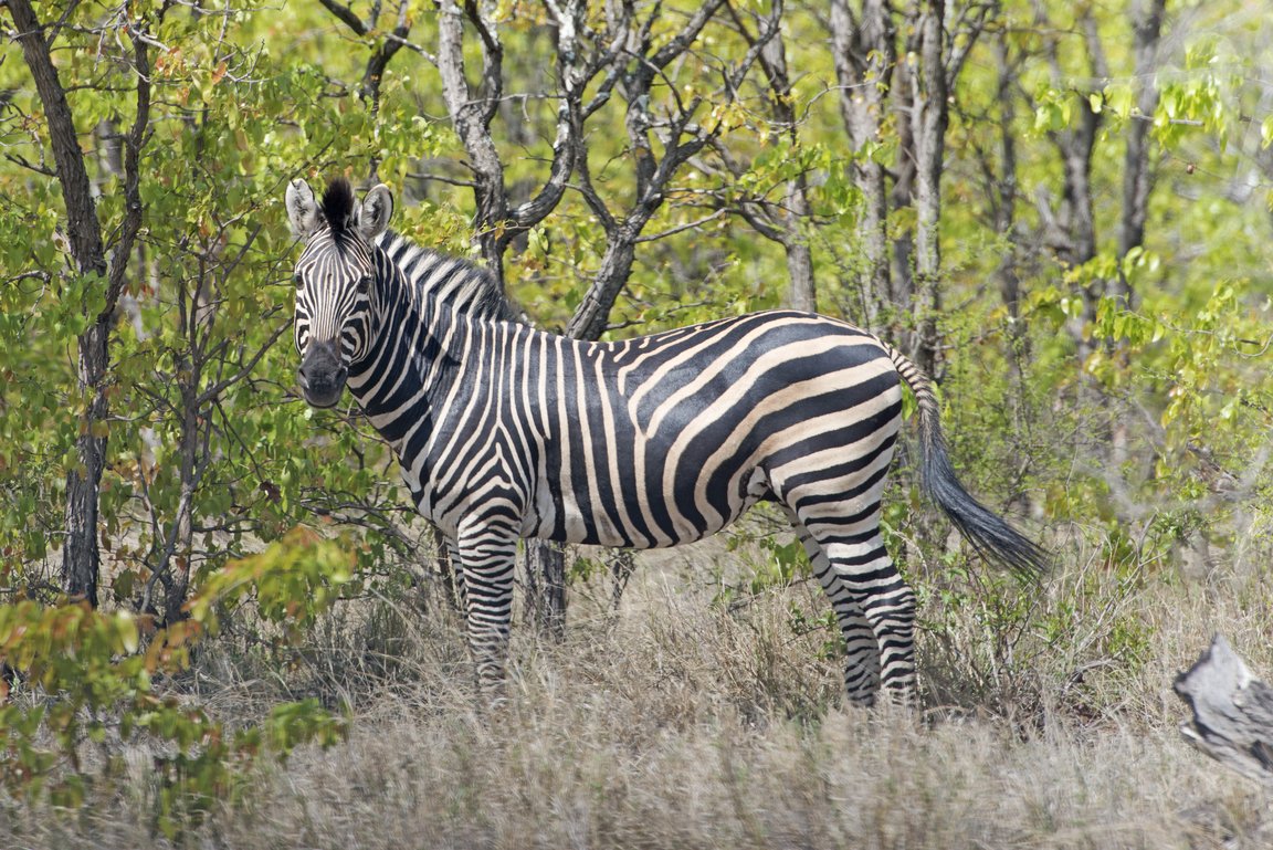 Steppenzebra