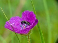 Schwarze Blattwespe in großer lila Blüte