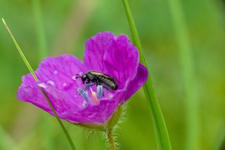 Schwarze Blattwespe in großer lila Blüte