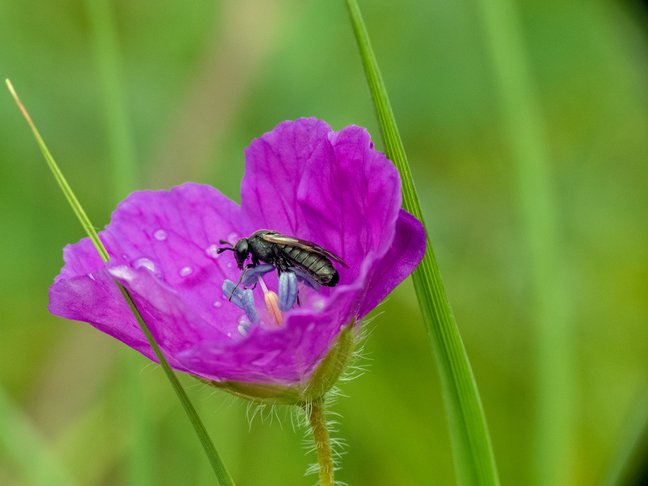 Schwarze Blattwespe in großer lila Blüte
