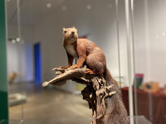 Präparat Eichhörnchen in Vitrine