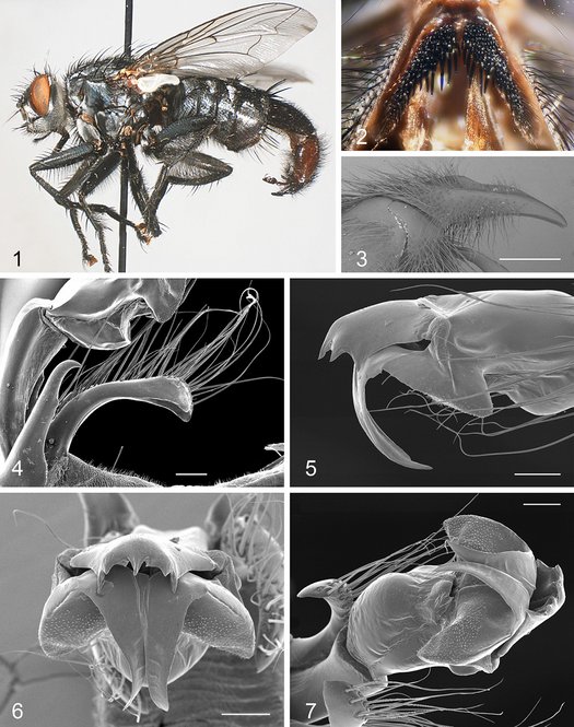 Collage aus einem Mikroskopfoto einer präparierten Fliege und rasterlektronenmikroskopische Aufnahmen ihrer Fortpflanzungsorgane