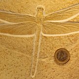 Fossil einer urzeitlichen Libelle mit einem Ein-Euro-Stück als Maßstab