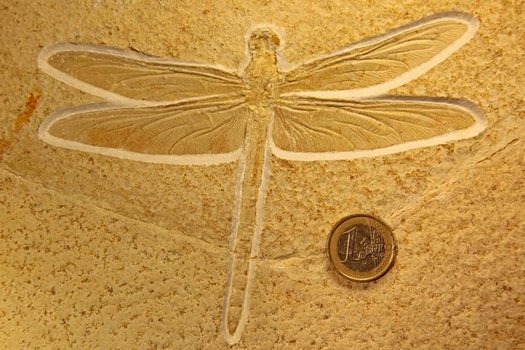 Fossil einer urzeitlichen Libelle mit einem Ein-Euro-Stück als Maßstab