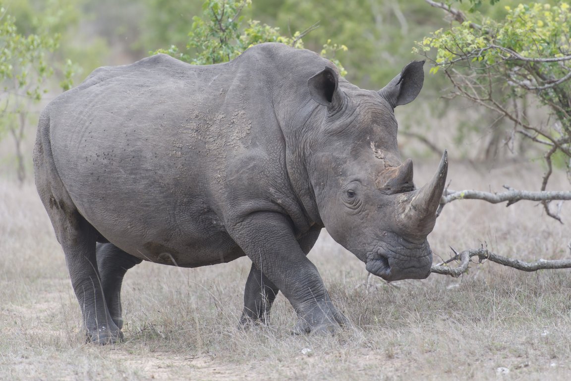 Breitmaulnashorn
