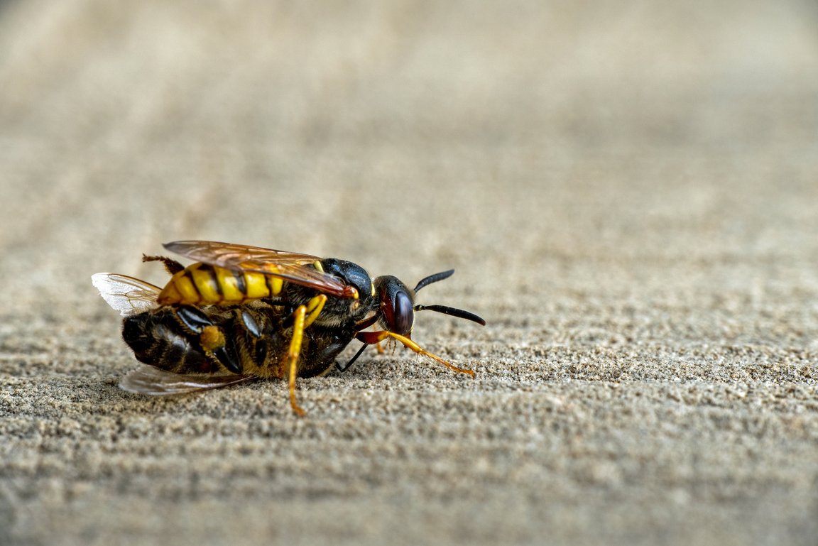 Foto einer Grabwespe der Art Philanthus triangulum mit gefangener Beute auf einer holzigen Oberfläche.