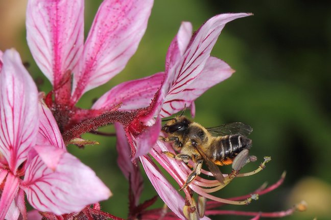 Die Gartenblattschneiderbiene auf einer lila Blüte