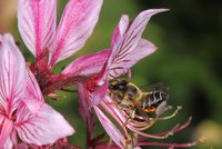 Die Gartenblattschneiderbiene auf einer lila Blüte
