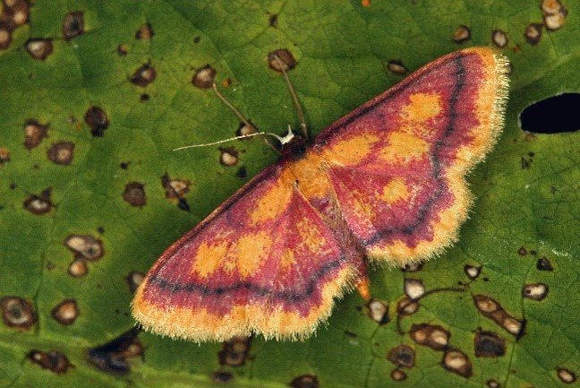 Schmetterling: Purpurstreifen-Zwergspanner