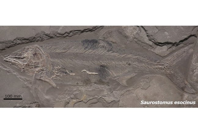 Fossil eines urzeitlichen Fisches.