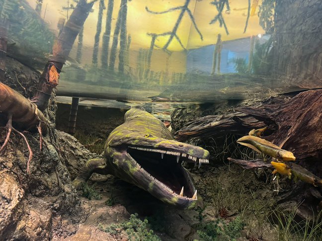 Modell des Panzerlurches Mastodonsaurus in der Rekonstruktion seines natürlichen Lebensraum in den Keupersümpfen