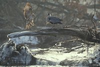 Reiher sitzt auf vereistem Ast über Fluss während ein weiterer Vogel anfliegt