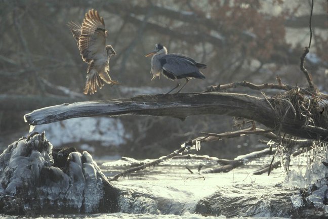 Reiher sitzt auf vereistem Ast über Fluss während ein weiterer Vogel anfliegt