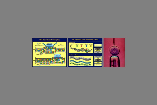 Der genetische Code