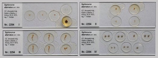Übersicht verschiedene Objektträger mit Mikropräparaten von Eintagsfliegenlarven