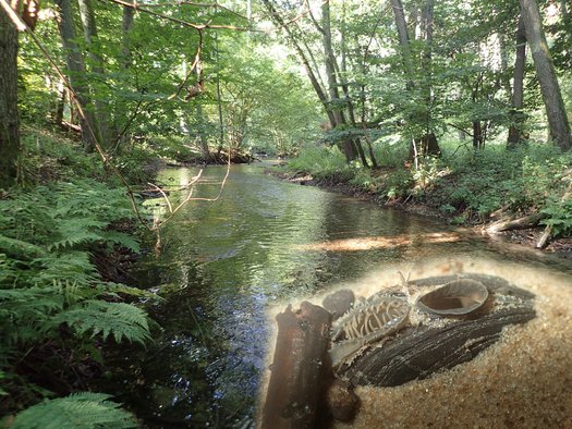 Fotografie Bachlauf in Wald