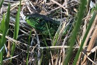 Zauneidechse versteckt zwischen Pflanzen