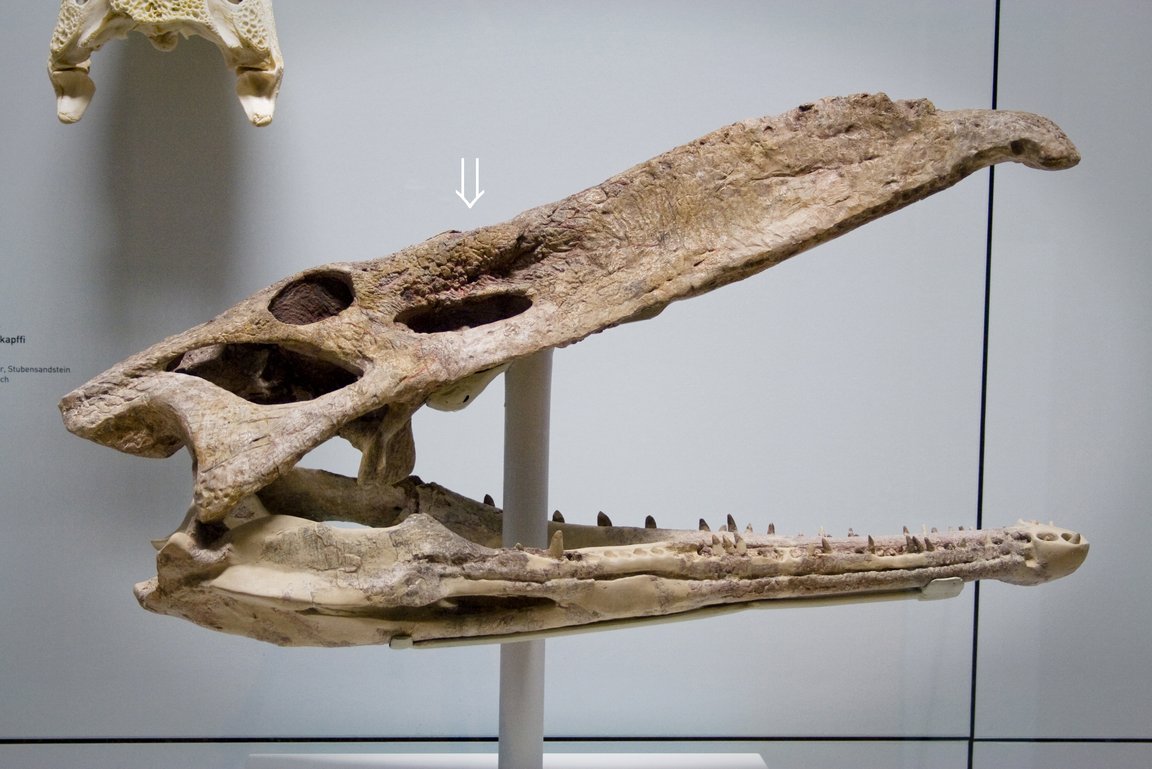 Fossil Schädel Nicrosaurus Mittelkeuper