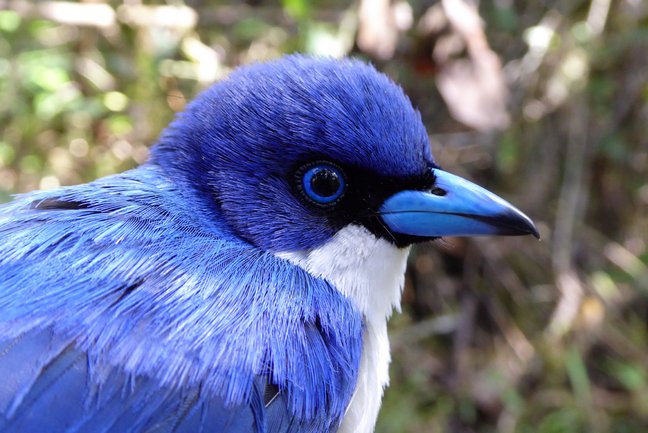 Profilaufnahme Vogel Blauvanga 