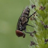 Fliege an Pflanze