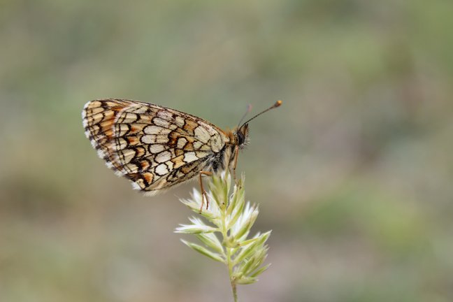 Ein Scheckenfalter (Schmetterling) sitzt auf einer Grasähre.