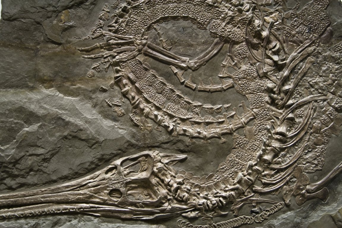Fossil Meereskrokodil Steneosaurus Schwarzer Jura