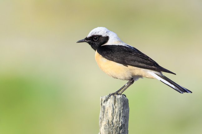 Foto eines männlichen Vogels der Steinschmätzer-Art Oenanthe melanoleuca. Der Vogel hat ein auffälliges, schwarz-weißes Gefieder. Flügel, Kehle, Gesicht, Schnabel und ein Teil der Schwanzfedern sind schwarz, während der Rest weiß mit einem leichten Gelbstich ist. Der Vogel steht auf einem schmalen Holzpfahl.