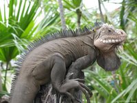Leguan auf einem Baumstumpf