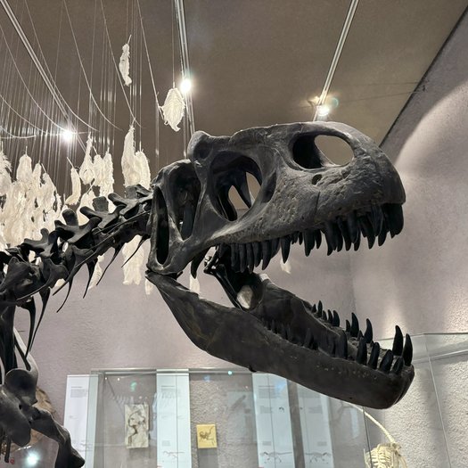 nachgebautes Skelett Allosaurus