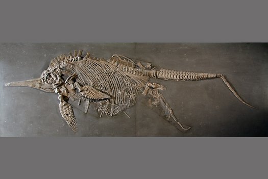 Fossil Fischsaurier mit Jungtier