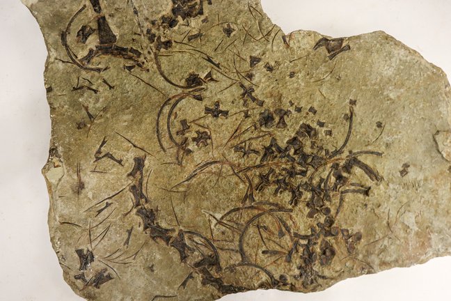 Fossil des langhalsigen Meeressauriers Trachelosaurus fischeri