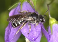Wildbiene des Jahres 2026, Lasioglossum costulatum - Weibchen, Bild: Gerd Reder