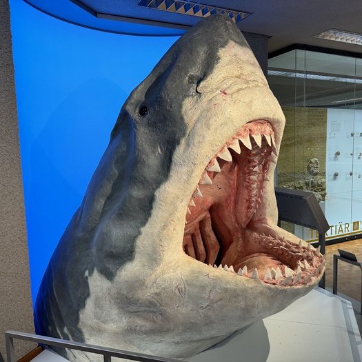 Kopfmodell des Riesenhais Megalodon