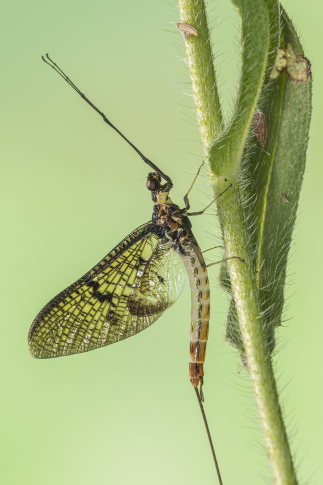 A mayfly sitting on a plant stem.