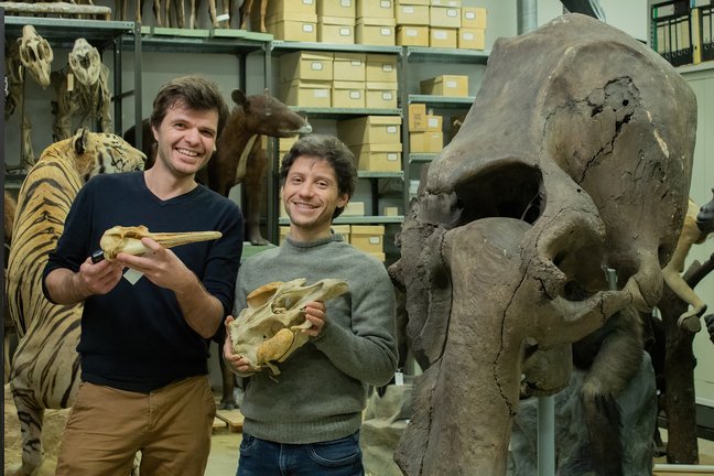Bild 1: Dr. Quentin Martinez und Dr. Eli Amson in der Säugetiersammlung des Staatlichen Museums für Naturkunde Stuttgart, Urheberveremerk: Quentin Martinez Bild 1: Dr. Quentin Martinez und Dr. Eli Amson in der Säugetiersammlung des Staatlichen Museums für Naturkunde Stuttgart, Urheberveremerk: Quentin Martinez