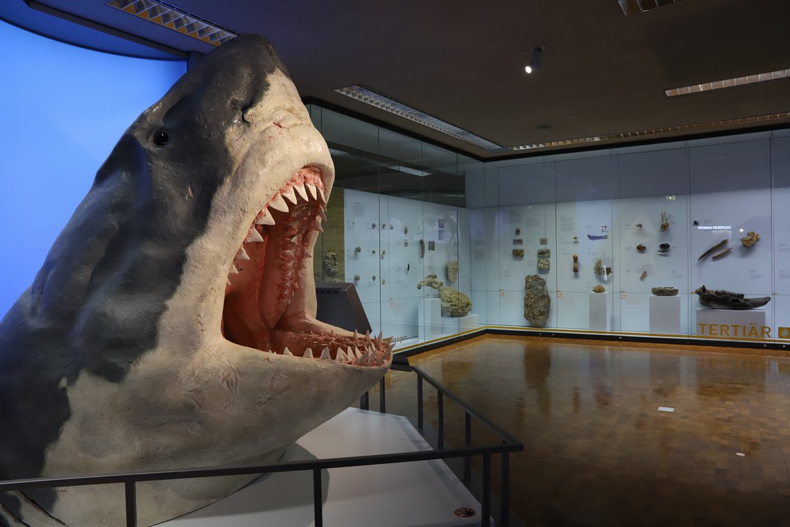 Modell Riesenhai Megalodon