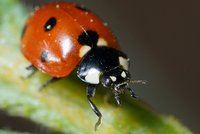 Marienkäfer.