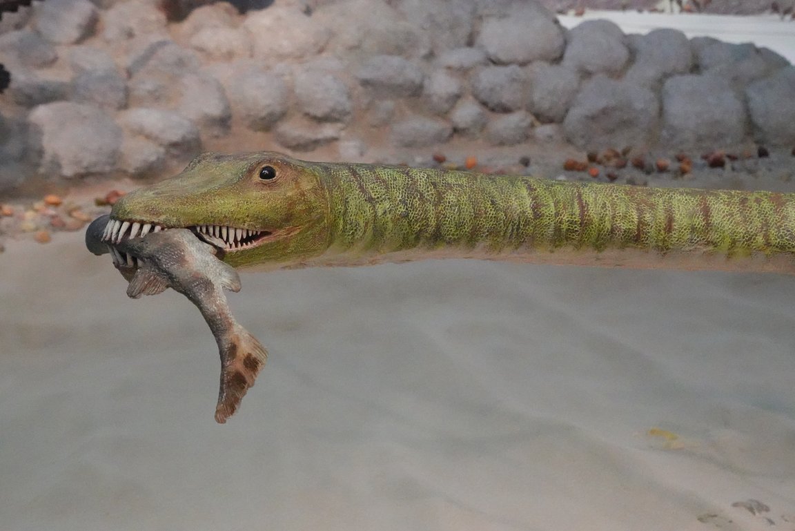 Kopf und Hals des Modells des Meeressauriers Tanystropheus