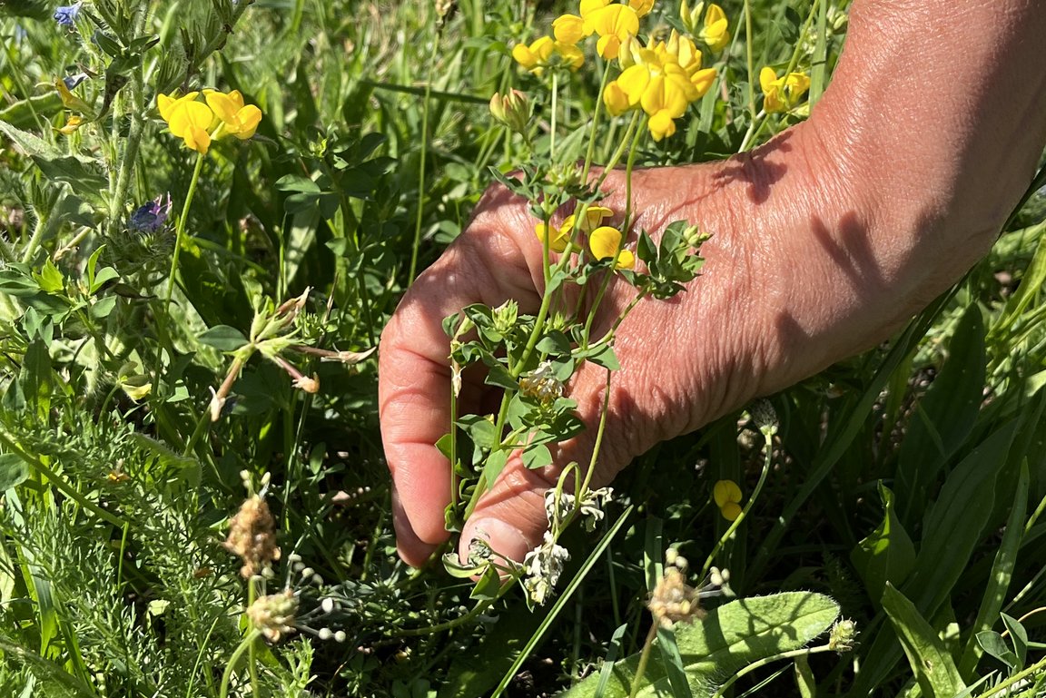 Nahaufnahme einer Blume mit gelben Blüten auf einer sonnigen Wiese. Die Blume wird gerade gepflückt. Von der pflückenden Person ist nur die Hand sichtbar.