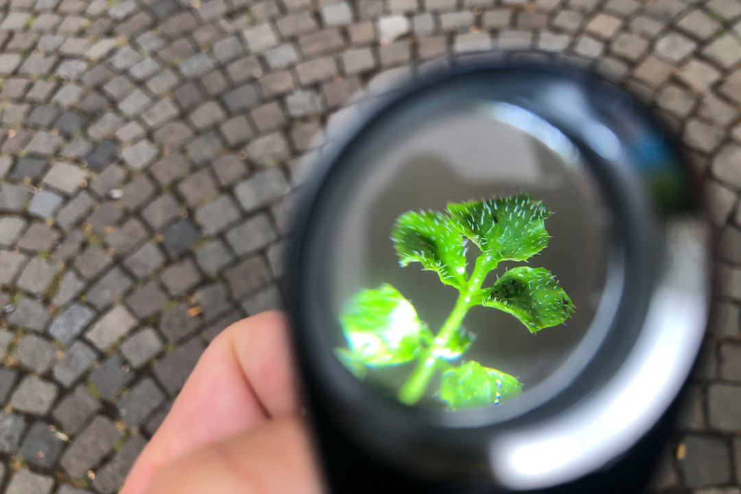 Pflanze durch Lupe betrachtet