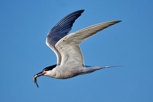 Fliegender Vogel mit Fisch im Schnabel.