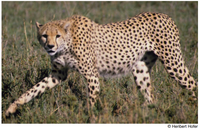 Gepard